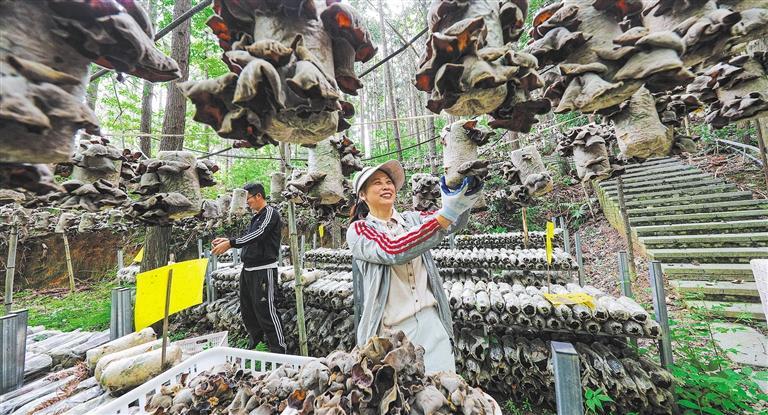 量发展产业调研】林下生金不朽情缘mg网址【高质(图3)